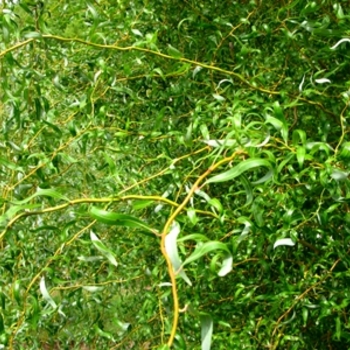 Salix 'Golden Curls' - Willow Salix 'Golden Curls' - Willow