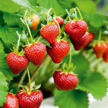 Strawberries 4pk - Strawberries 4 pk Strawberries 4pk - Strawberries 4 pk