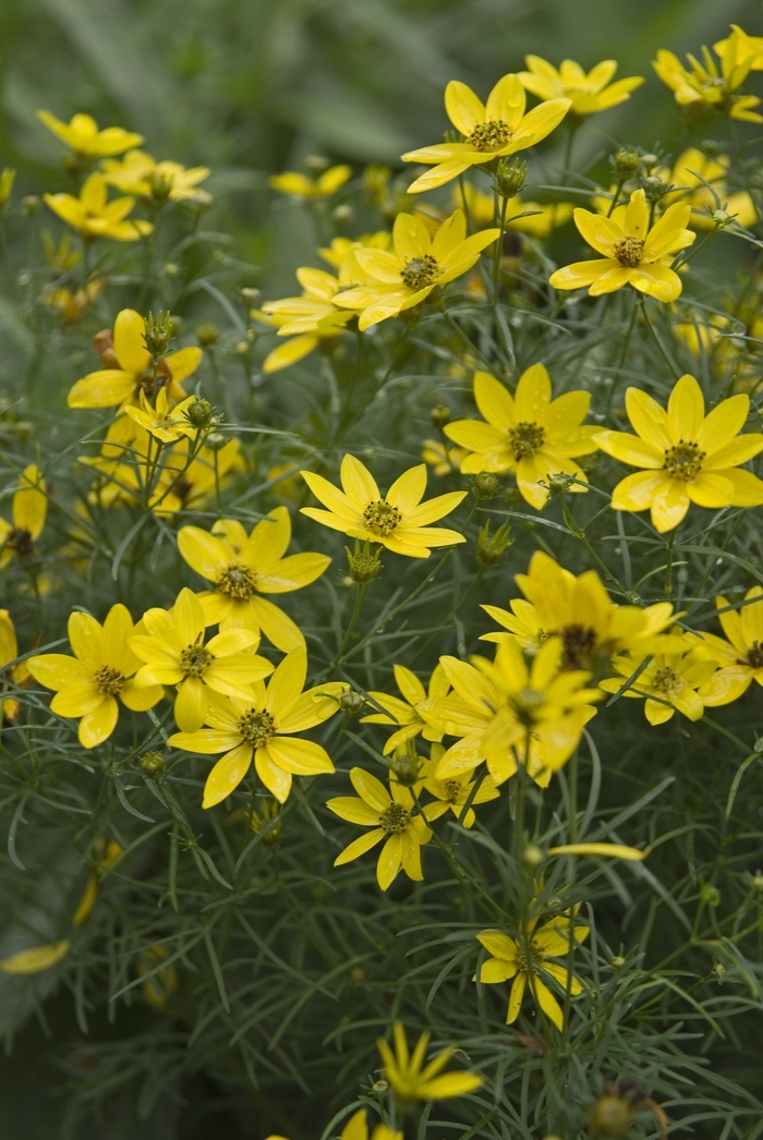 Threadleaf Tickseed - Coreopsis verticillata 'Zagreb' from How Sweet It Is