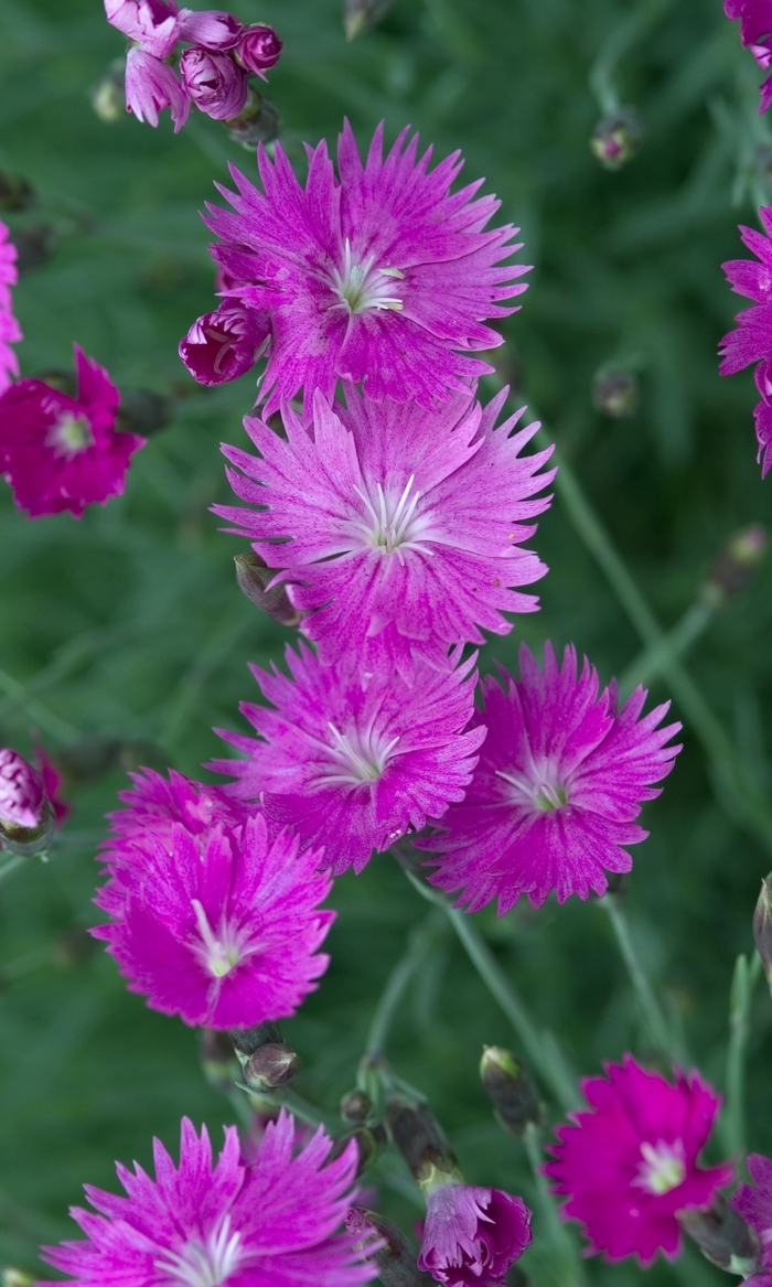 Dianthus - Dianthus gratianopolitanus 'Firewitch' from How Sweet It Is