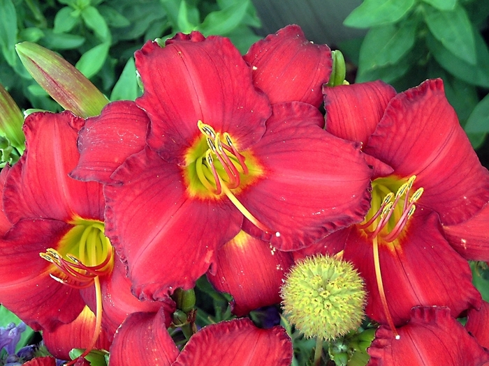 Daylily - Hemerocallis 'Chicago Apache' from How Sweet It Is