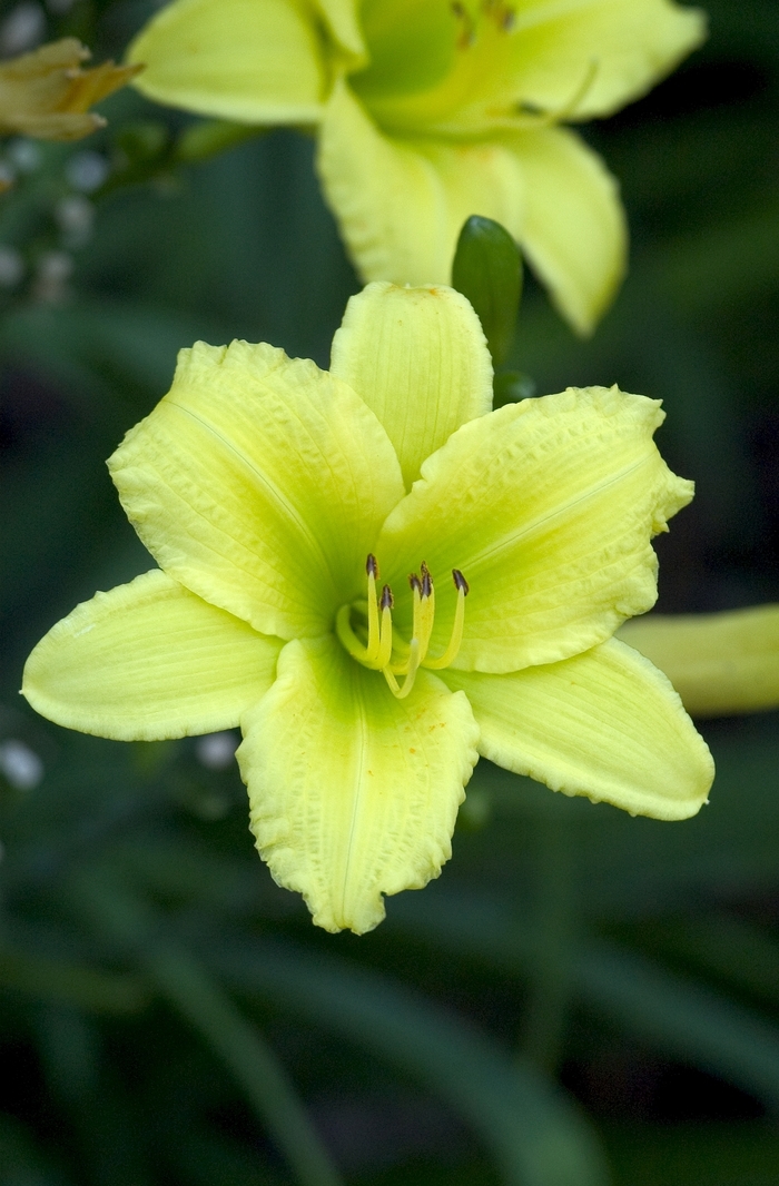 Daylily - Hemerocallis 'Green Flutter' from How Sweet It Is