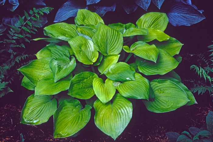 Hosta - Hosta hybrid 'August Moon' from How Sweet It Is