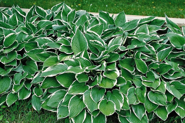 Hosta - Hosta 'Francee' from How Sweet It Is