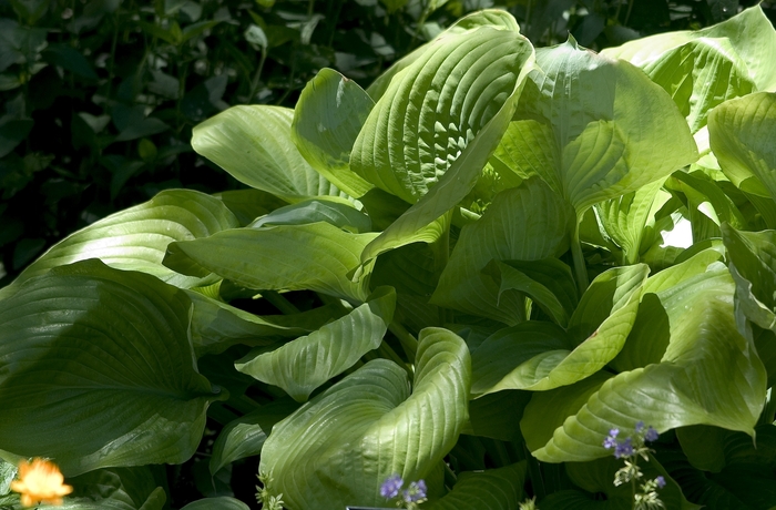 Hosta - Hosta 'Sum and Substance' from How Sweet It Is