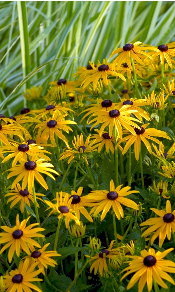 'Goldsturm' - Rudbeckia fulgida from How Sweet It Is