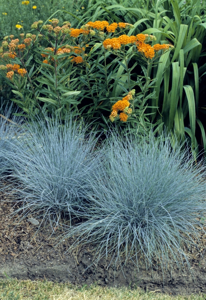 Elijah Blue Fescue - Festuca glauca 'Elijah Blue' from How Sweet It Is