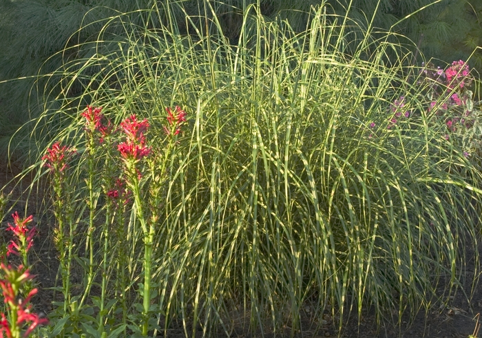 Maiden Grass - Miscanthus sinensis 'Little Zebra' from How Sweet It Is