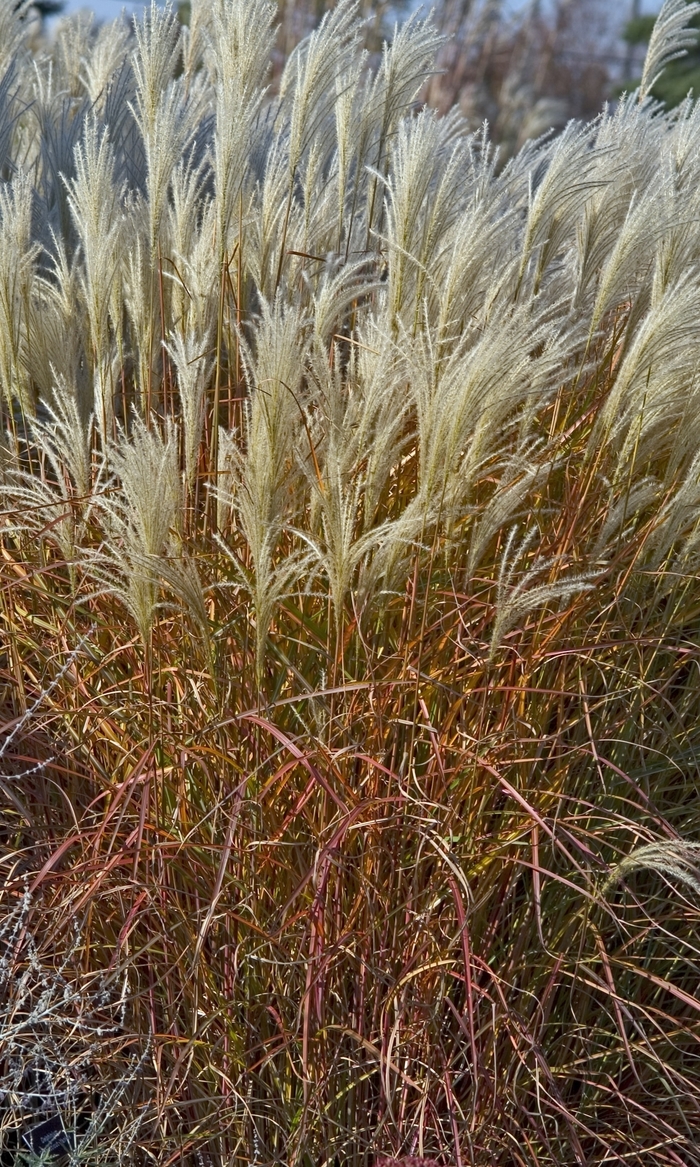 Maiden Grass - Miscanthus hybrid 'Purpurascens' from How Sweet It Is