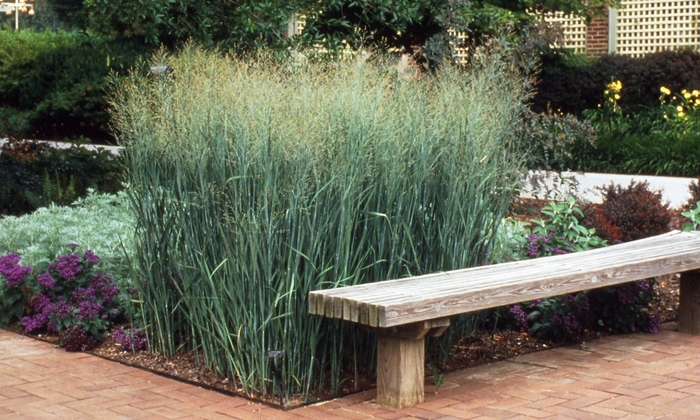 Switch Grass - Panicum virgatum 'Heavy Metal' from How Sweet It Is