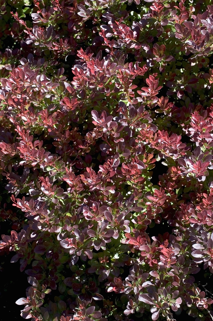 Barberry - Berberis thunbergii 'Crimson Pygmy' from How Sweet It Is