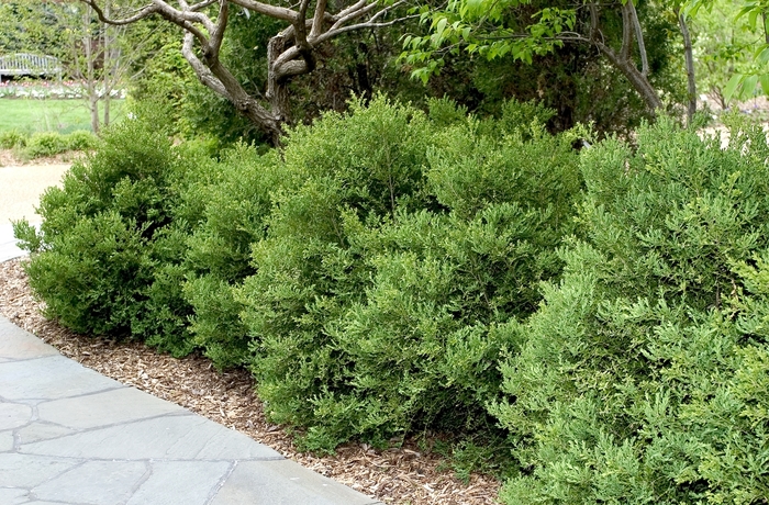 Boxwood - Buxus microphylla var. japonica 'Wintergreen' from How Sweet It Is