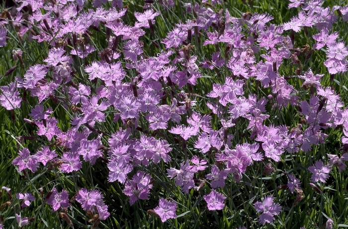 Dianthus - Dianthus 'Baths Pink' from How Sweet It Is