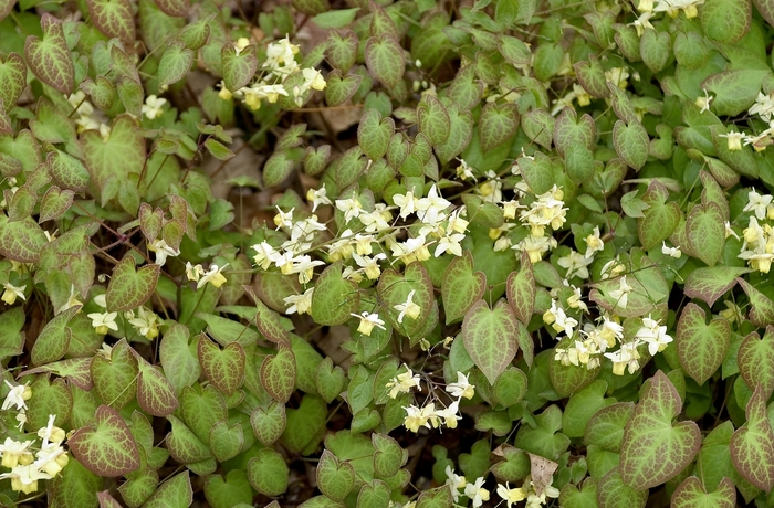 Barrenwort - Epimedium pinnatum from How Sweet It Is