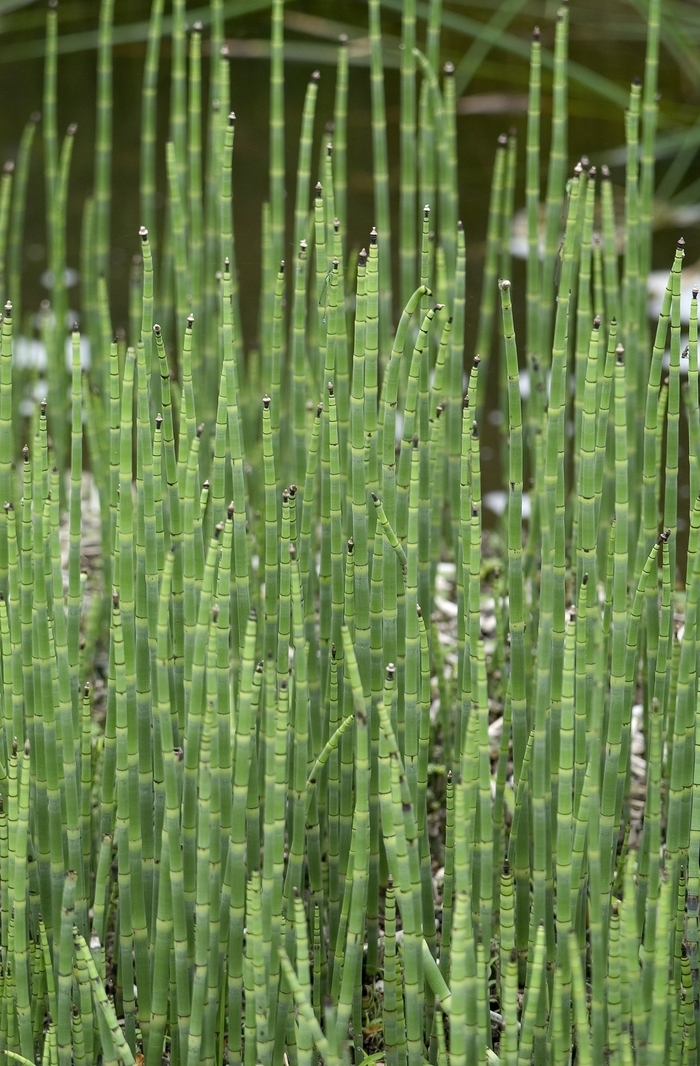 Dwarf Scouring Rush - Equisetum scirpoides from How Sweet It Is