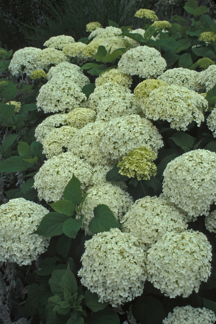 Annabelle Hydrangea - Hydrangea arborescens 'Annabelle' from How Sweet It Is