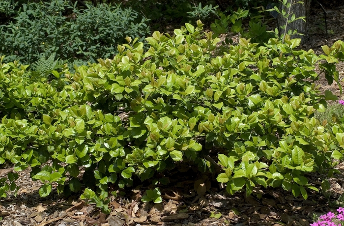 Holly - Ilex opaca 'Maryland Dwarf' from How Sweet It Is