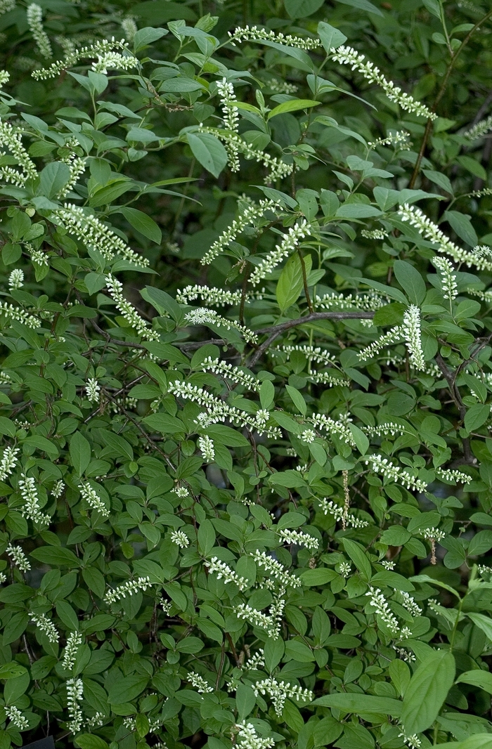 Sweetspire - Itea virginica from How Sweet It Is