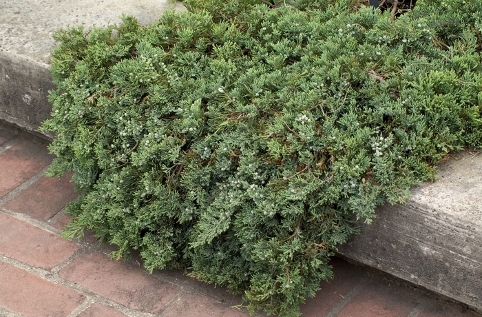 Blue Rug Juniper - Juniperus horizontalis 'Wiltonii' from How Sweet It Is