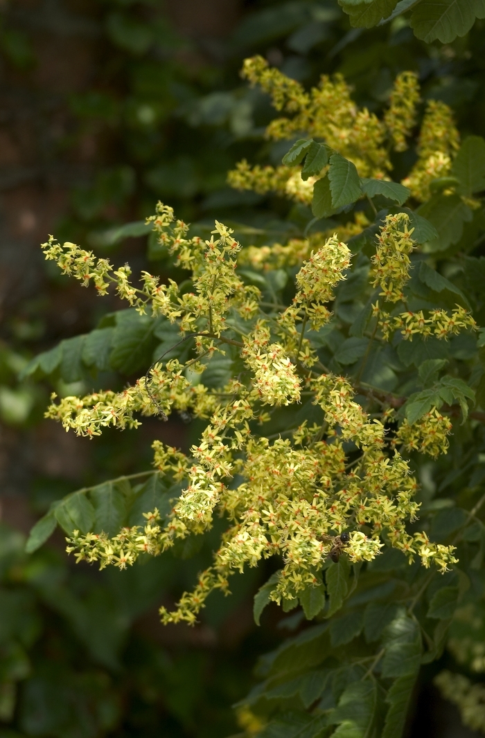 Golden Rain Tree - Koelreuteria paniculata from How Sweet It Is