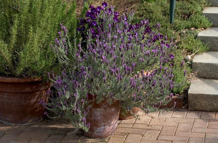 Lavender - Lavandula dentata 'Toothed' from How Sweet It Is