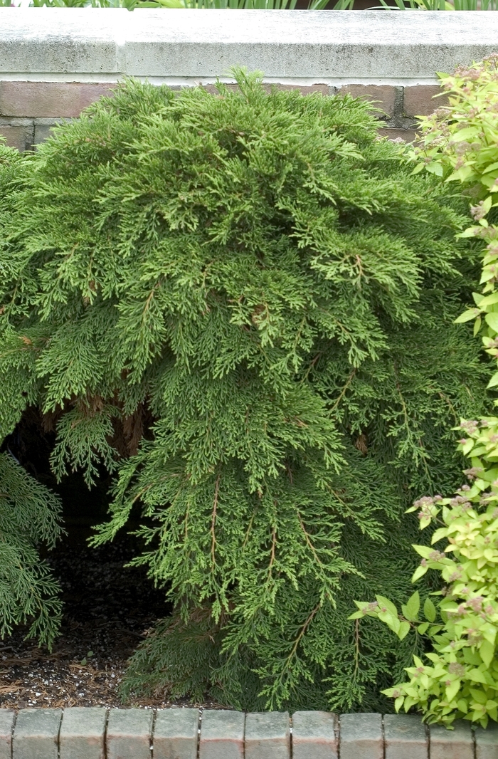 Cypress - Microbiota decussata 'Creeping Siberian' from How Sweet It Is