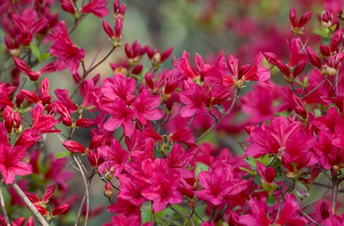 Azalea - Rhododendron hybrid 'Hino Crimson' from How Sweet It Is