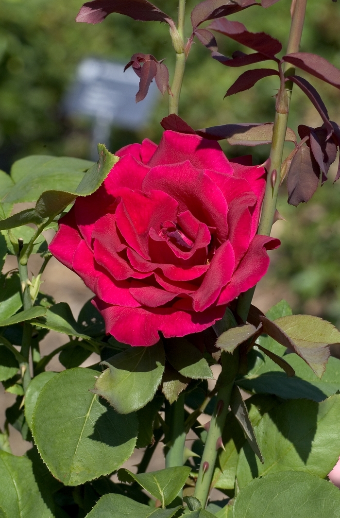 Rose Tea - Rosa 'Mister Lincoln' from How Sweet It Is