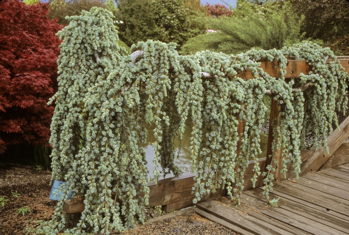 Cedar - Cedrus atlantica 'Glauca Pendula' from How Sweet It Is