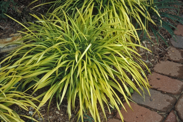 Liriope - Liriope muscari 'Peedee Ingot' from How Sweet It Is