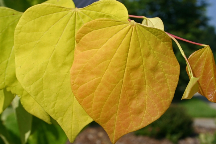 Redbud - Cercis canadensis 'Hearts of Gold' from How Sweet It Is