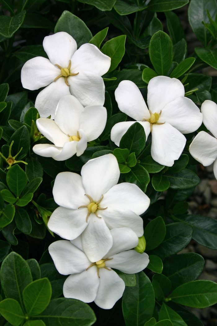 Gardenia - Gardenia jasminoides 'Kleim's Hardy' from How Sweet It Is