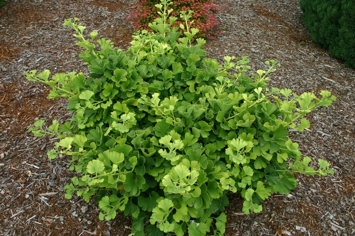 Ginkgo Tree - Ginkgo biloba 'Mariken' from How Sweet It Is