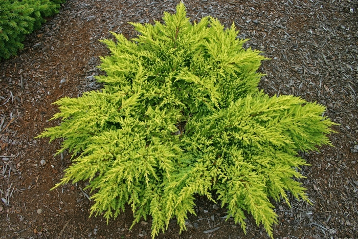 Juniper - Juniperus chinensis 'Daub's Frosted' from How Sweet It Is