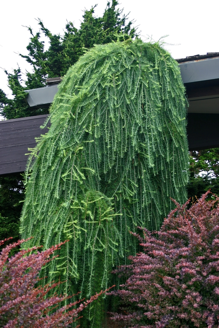 Weeping European larch - Larex decidua 'Pendula' from How Sweet It Is