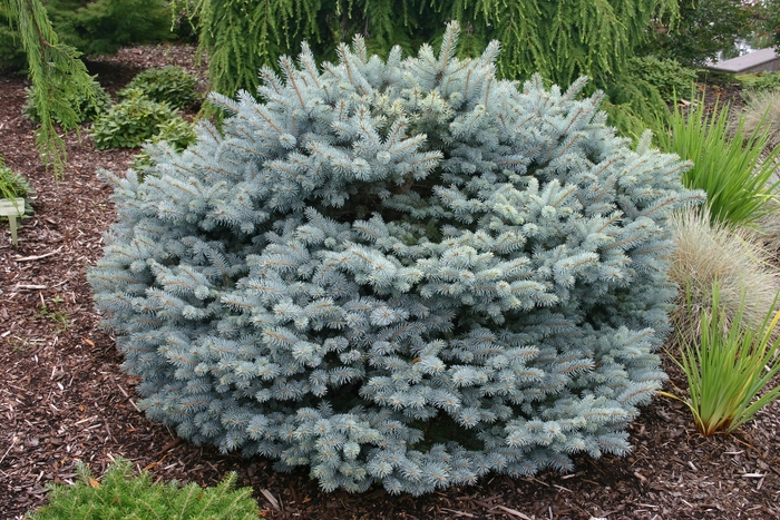 Spruce - Picea pungens 'globosa Nana' from How Sweet It Is