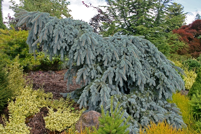 Spruce - Picea pungens 'The Blues' from How Sweet It Is