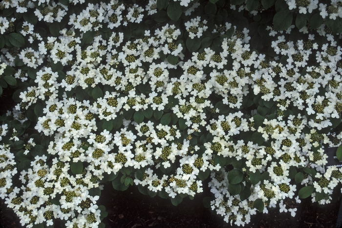 Viburnum - Viburnum plicatum tomentosum from How Sweet It Is