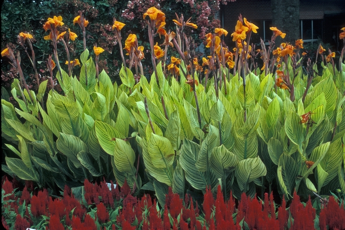 Canna Lily - Canna 'Bengal Tiger' from How Sweet It Is