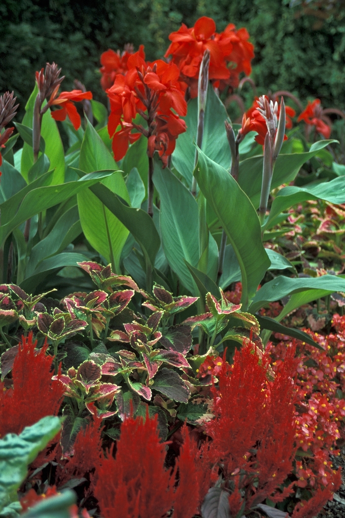 Canna Lily - Canna 'Brandywine' from How Sweet It Is