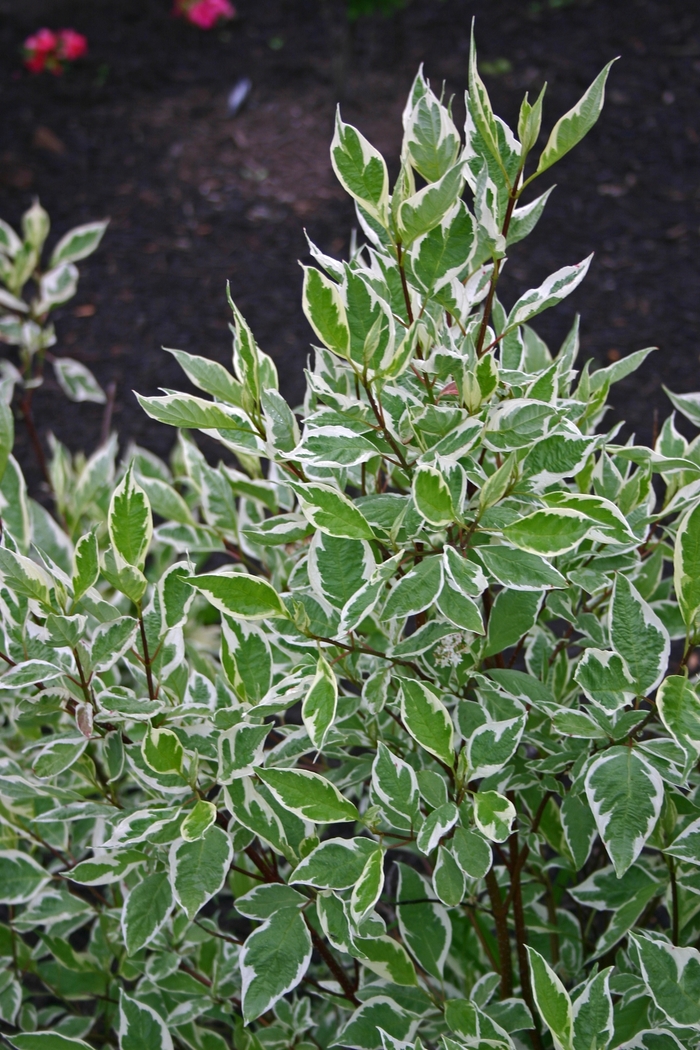 Dogwood - Cornus alba 'Bailhalo' Ivory Halo® from How Sweet It Is