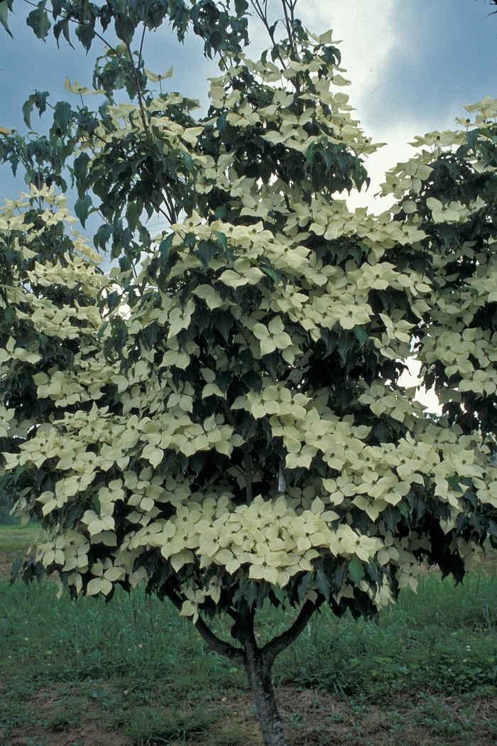 Dogwood - Cornus kousa 'Greensleeves' from How Sweet It Is