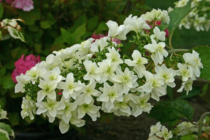 Hydrangea - Hydrangea quercifolia 'Snowflake' from How Sweet It Is