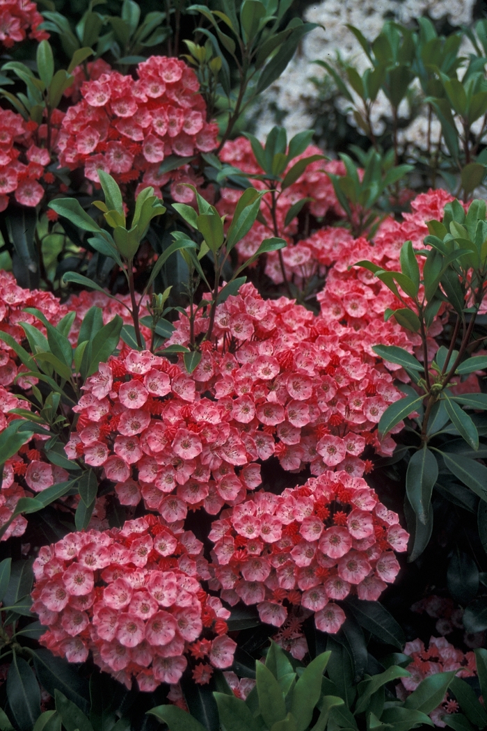 Mountain Laurel - Kalmia 'Little Linda' from How Sweet It Is