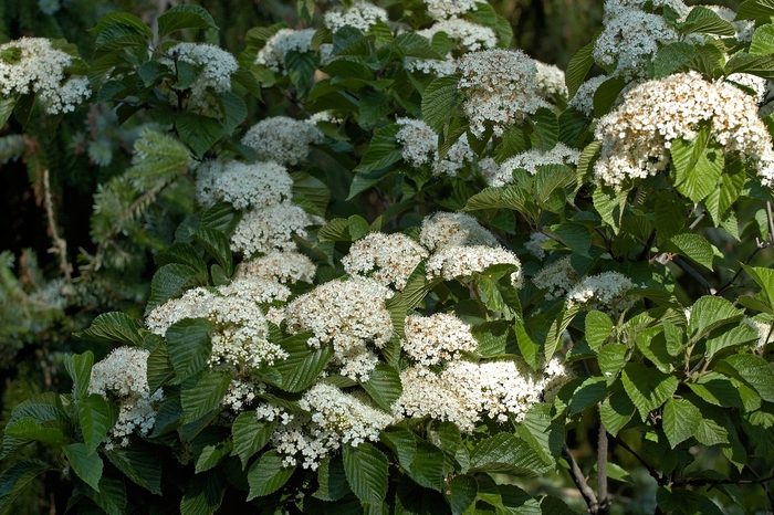 Cardinal Candy® - Viburnum dilatatum from How Sweet It Is