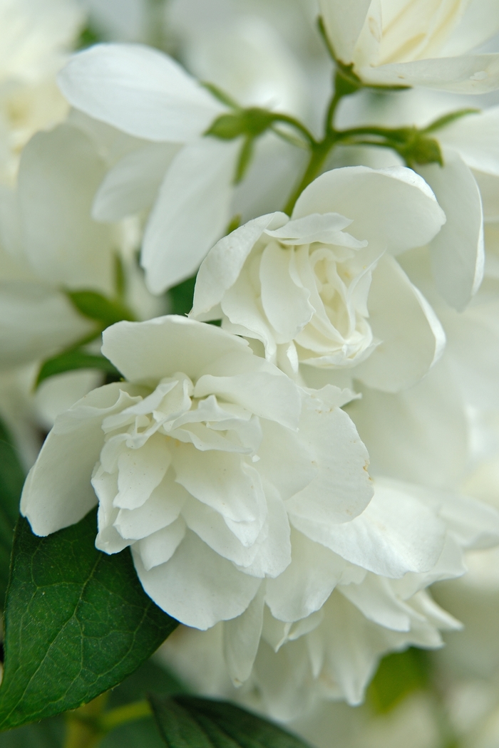 Mock Orange - Philadelphus hybrid 'Snowbelle' from How Sweet It Is