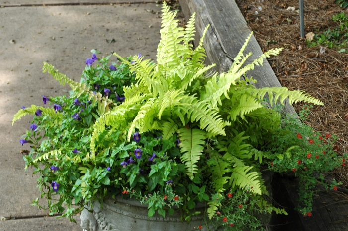 Fern - Nephrolepis exaltata 'Rita's Gold' (Boston) from How Sweet It Is