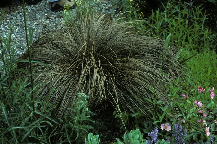 'Bronze Form' - Carex comans from How Sweet It Is