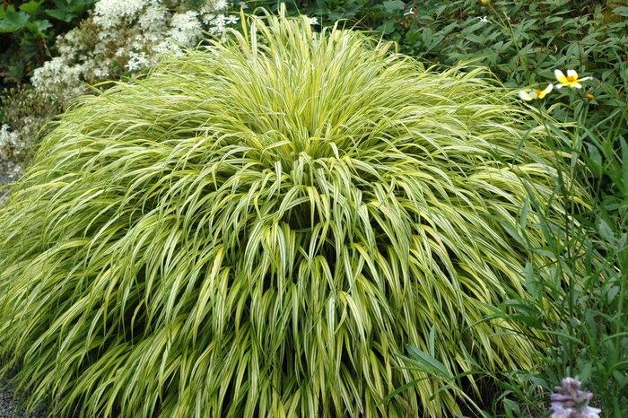 'Albo-variegata' - Hakonechloa macra from How Sweet It Is