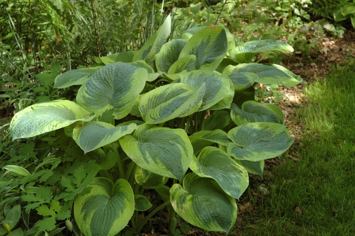 Hosta - Hosta 'Frances Williams' from How Sweet It Is